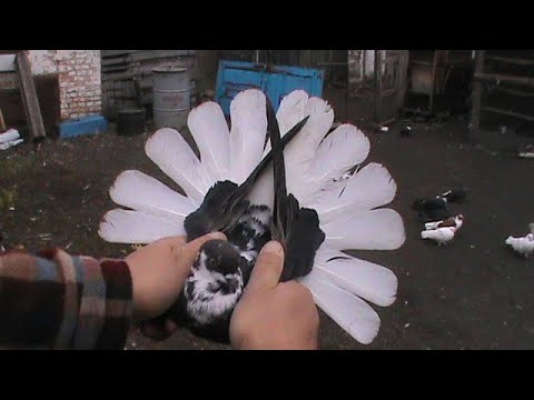 Видео: Николаевские голуби