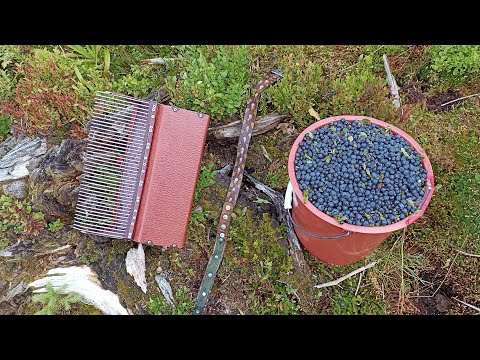 Видео: купити гребінку для збирання чорних ягід buy a comb for picking black berries