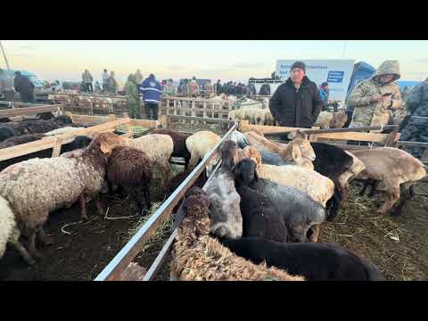 Видео: Кой базар сокулук мал базары