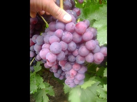 Видео: Виноград  Кардинал (Grapes Cardinal) 2015