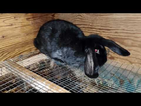 Видео: Клетка для содержания кроликов, с маточником