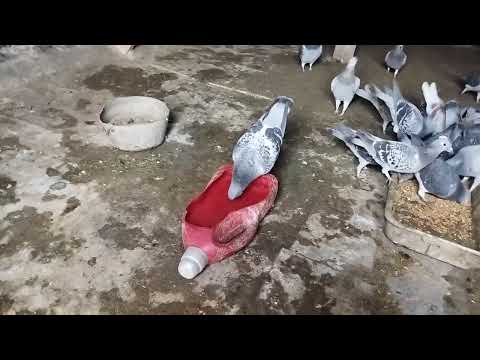 Видео: Чума у голубей пробую вылечить.