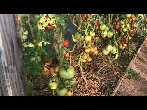 Видео: Как завершить томатный сезон в теплице? ответы на вопросы.