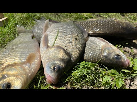 Видео: Хорошая рыбалка. Жареный карась.