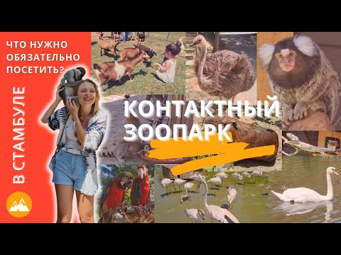 Видео: САМЫЙ БОЛЬШОЙ КОНТАКТНЫЙ ЗООПАРК В СТАМБУЛЕ // ЧТО ПОСМОТРЕТЬ С ДЕТЬМИ? // СТАМБУЛ 2021