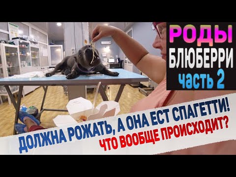 Видео: Собака рожает в ветеринарной клинике. Часть 2.