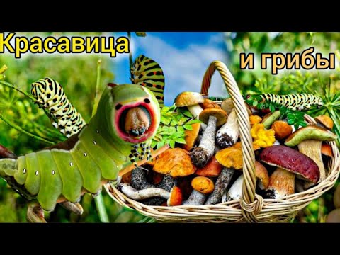 Видео: СОБЕРАЕМ ГРИБЫ , В лес ногами Из леса на шее VLOG