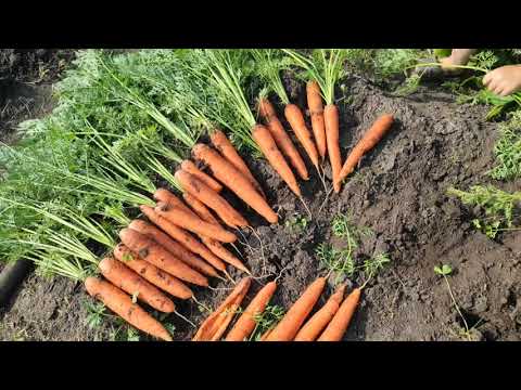 Видео: Собираем урожай на огороде!!! 😊🍅🥕🥔