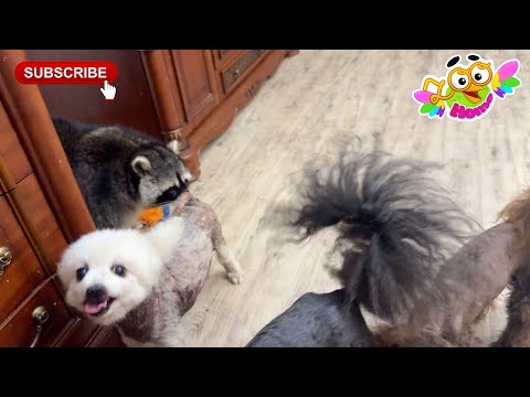 Видео: Lucius the dog guards Marcel the raccoon from dogs. Собака Люция охраняет енота Марселя от собак.