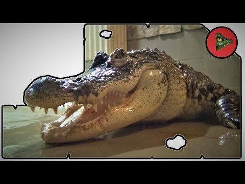 Видео: АЛЛИГАТОР ПРЕСЛЕДУЕТ МЕНЯ! Кормим и играем с американским аллигатором. ОТОБРАЛ КУСОК МЯСА!