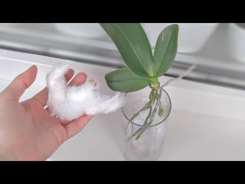 Видео: ЧЕРЕЗ 3 ДНЯ у орхидеи ВЫЛЕЗЛИ корни! РАБОЧИЙ способ! орхидеи СРАЗУ вылечила! поливать ИЗИ!