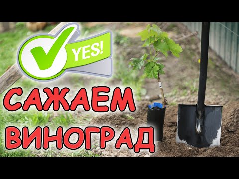 Видео: ПРОВЕРЕННЫЙ СПОСОБ ПОСАДКИ ВИНОГРАДА. БЕЛАРУСЬ 2022
