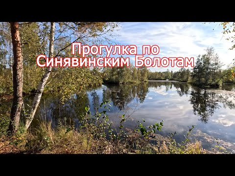 Видео: Прогулка по Синявинским Болотам