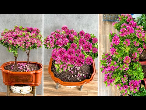 Видео: Идея посадки американской бугенвиллии с неповторимыми красивыми цветами притягивает взгляды
