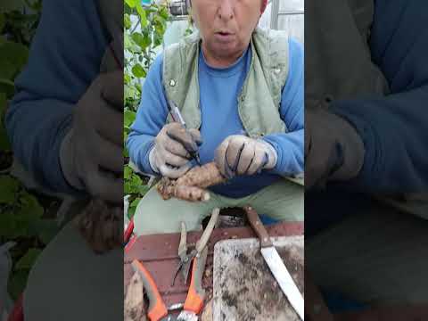 Видео: часть 2. деление клубней георгин перед хранением.