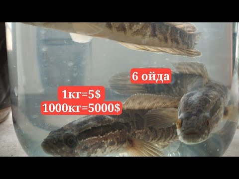 Видео: Илонбалк илонбош личенкаси чаваги сотувда Икромжон