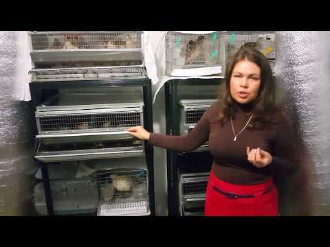 Видео: Перепела в квартире - бройлерные фараоны и мясо-яичные маньчжурцы