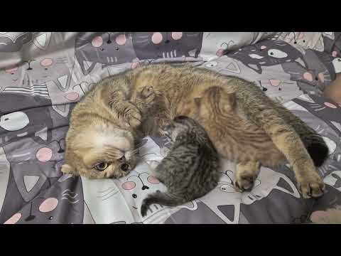 Видео: Батя делится одеялом с котятами 😊
