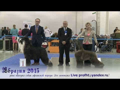 Видео: Евразия 2015 live афганские борзые шоу ринг без монтажа