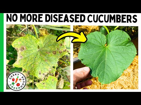 Видео: Сделайте это, чтобы избежать болезней огурцов