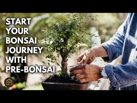 Видео: Что такое пре-бонсай? Доступные стартовые деревья для вашего пути к бонсай!