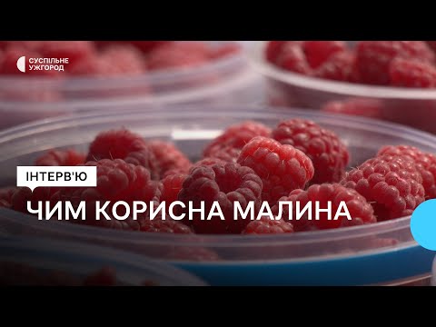 Видео: Чим корисна малина та які страви з нею можна приготувати: розповідає лікарка-дієтологиня