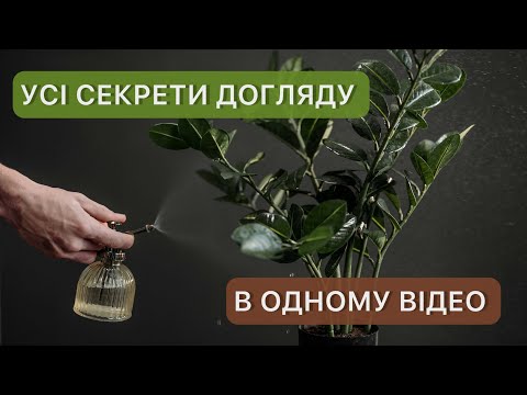 Видео: Заміокулькас, як доглядати щоб виростити високий і пишний кущ. Все що потрібно знати .