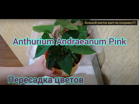 Видео: Больной Антуриум Пинк (Anthurium Pink) идёт на поправку!!!