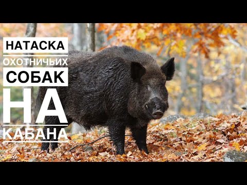 Видео: НАТАСКА МОЛОДЫХ ЛАЕК  ПО КАБАНУ.