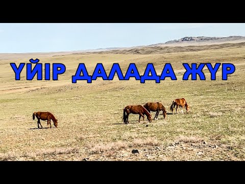 Видео: ҮЙІРДІ ДАЛАҒА ШЫҒАРДЫҚ | БАЙТАЛДАР ҚОСТЫҚ #ауылөмірі #қазақстан  #айғыр #жылкылар #кабирхан