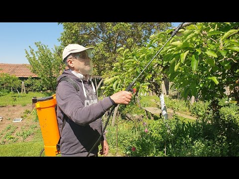 Видео: Пръскане на Овошки през пролетта и лятото. Как, кога, с какво.