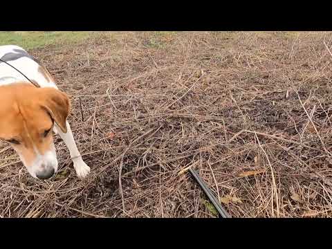 Видео: Охота с Добычем. 11 11 2024, 3-й!