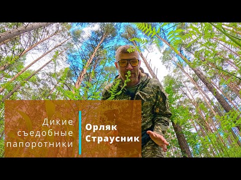Видео: Папоротник Орляк и Страусник. Дикие съедобные папоротники, 29 мая 2025 г.