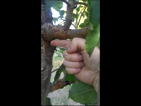 Видео: ПРИЩЕПИ-Чудовий результат/Осінь 2025