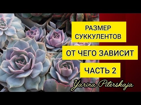 Видео: Размер суккулентов.  От чего зависит. Часть 2