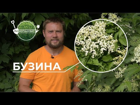 Видео: Бузина | По копаному | Другий сезон | Випуск 1