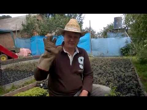 Видео: Зелёное черенкование ежевики для теплицы с туманом