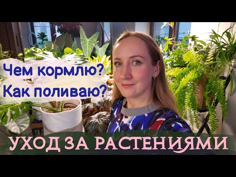 Видео: Мой УХОД ЗА РАСТЕНИЯМИ  |  Чем кормлю? Как поливаю? Как укореняю? ВСЁ-ВСЁ об уходе