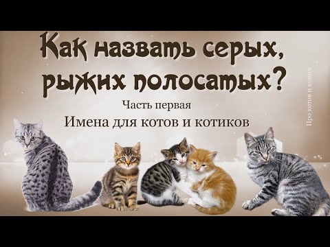 Видео: Как назвать серых, рыжих полосатых. Лучшие имена для котиков мальчиков. Часть 1