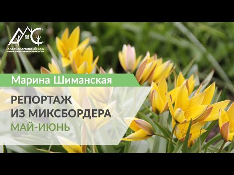 Видео: Репортаж из миксбордера. 2. Весна
