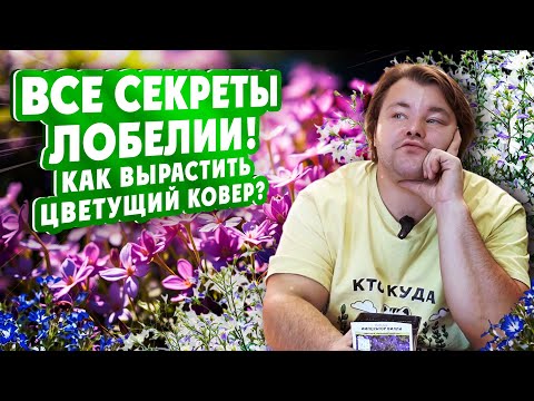 Видео: ВСЕ СЕКРЕТЫ ЛОБЕЛИИ! Как вырастить цветущий ковёр?