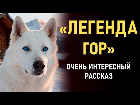 Видео: Старый ЛЕСНИК замер у порога, увидев БЕЛОГО ПСА в снежной буре, но когда собака подошла ближе...