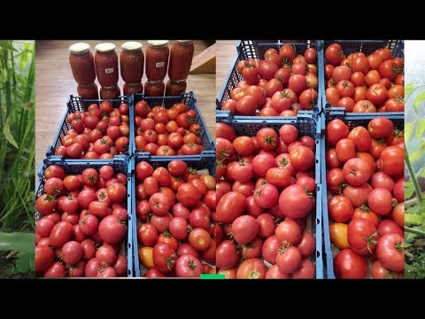 Видео: Эти Томаты Буду Сажать Всегда! Потрясающий Урожай.