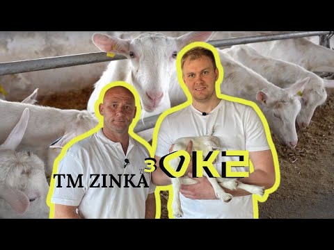 Видео: Ці тварини заробляють більше за тебе – вся правда про козиний бізнес!