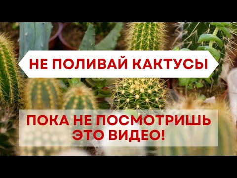 Видео: НЕ поливай кактусы, пока не посмотришь это видео! Как правильно поливать кактусы и суккуленты летом?