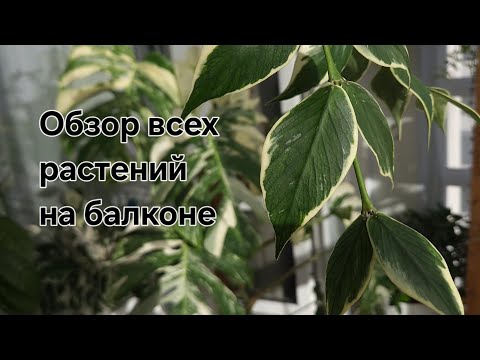 Видео: 🌿Обзор всех растений на балконе🌵. #Неорхидейное видео🪴