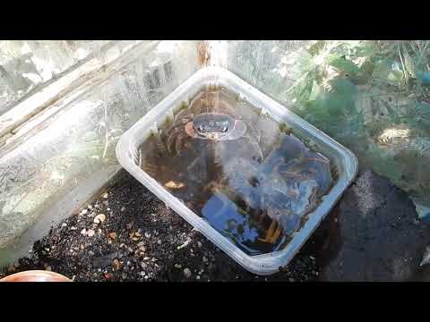 Видео: Крабы сухопутные или водные животные?