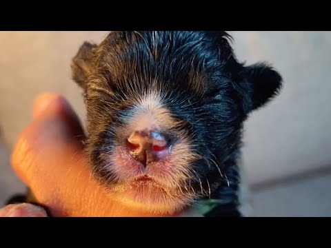 Видео: Спасите четырех щенков, которых выбросили на помойку, и щенки выросли такими красивыми!