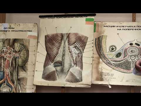 Видео: Поясничная область
