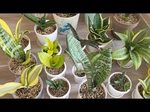 Видео: Сансевиерия. Обзор новых сансевиерий в коллекции (20+) Sansevieria.